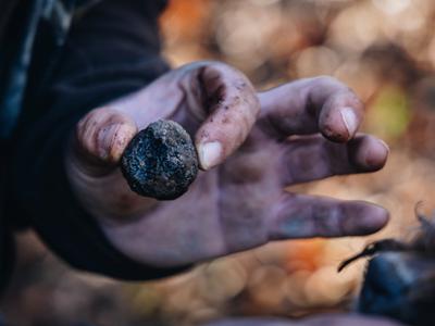 IL TARTUFO NERO DEL MONREGALESE